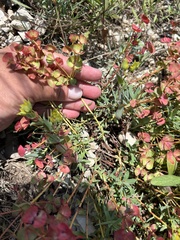 Euphorbia petrophila, photograph Наталья Пикалова, CC BY, iNaturalist via GBIF