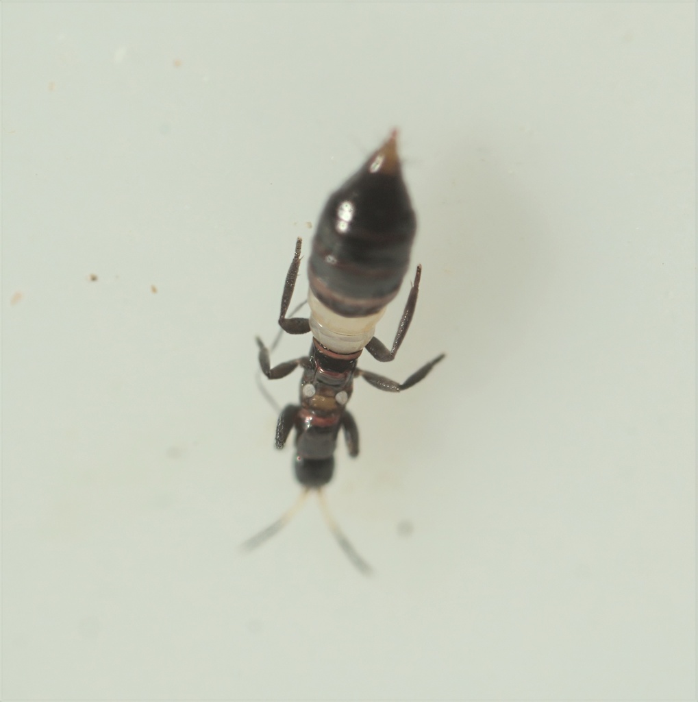 Thrips