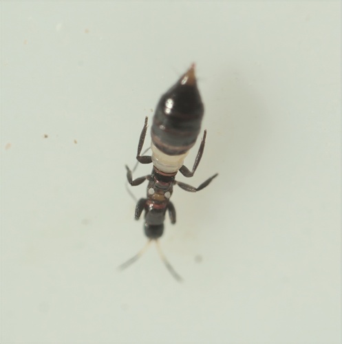Thrips