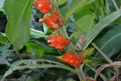 Columnea purpurata