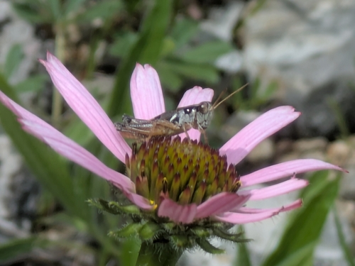 Melanoplus ingrami
