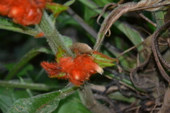 Columnea purpurata
