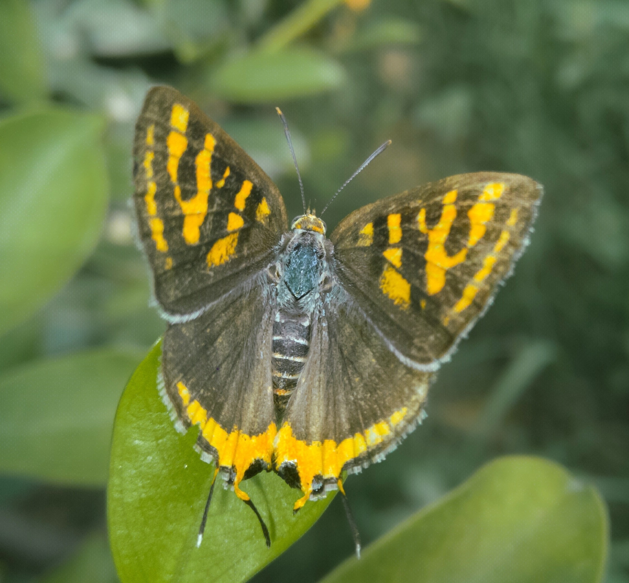Common Silverline
