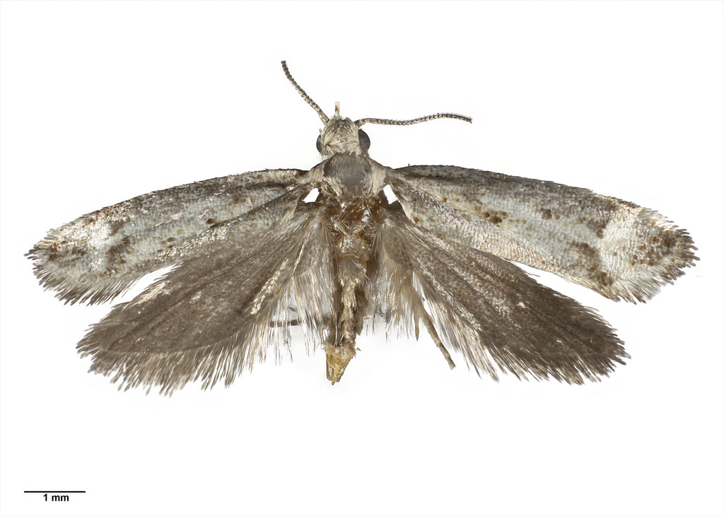 Lysiphragma argentaria