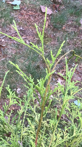 Juniperus virginiana — photo 3