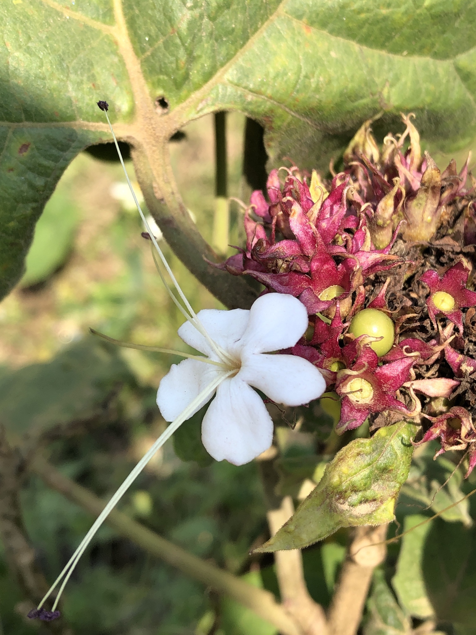 Clerodendrum trichotomum — ảnh 3