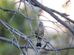 Ptiliogonys cinereus