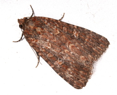 Hypoperigea tonsa