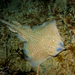 Spotted Skate - Photo (c) Ross Bullimore, some rights reserved (CC BY-NC-ND)