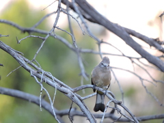 Ptiliogonys cinereus