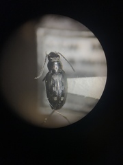 Bembidion levettei