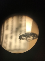 Bembidion levettei