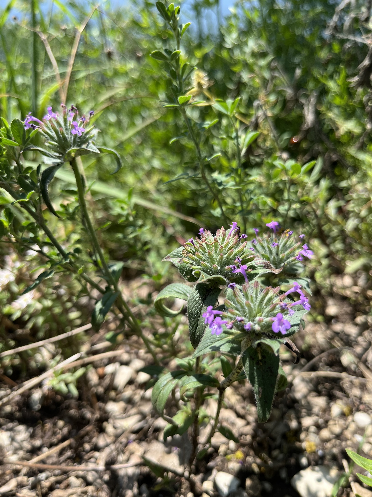 Headed Ziziphora (Ziziphora capitata)