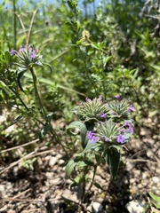 Ziziphora capitata, photograph (c) Наталья Пикалова, some rights reserved (CC BY)