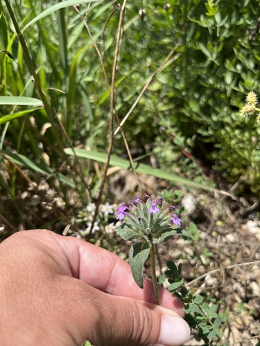 Ziziphora capitata, photograph 3