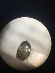 Brassicogethes simplipes