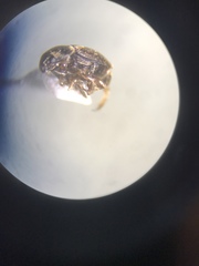 Brassicogethes simplipes