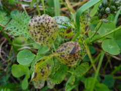 Pseudopeziza medicaginis