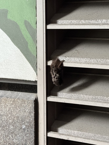 Silver-haired Bat photographed in Illinois