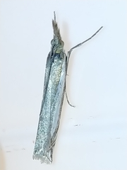 Crambus praefectellus