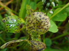 Pseudopeziza medicaginis