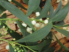Acacia binervata