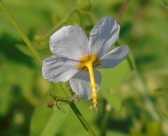 Kosteletzkya depressa