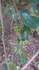 Smilax ocreata
