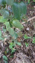 Smilax ocreata