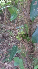Smilax ocreata