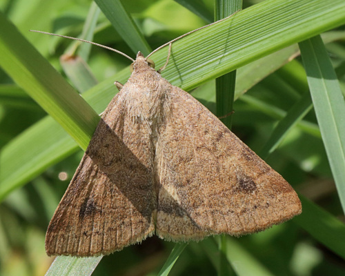 Vetch Looper Moth photo 3