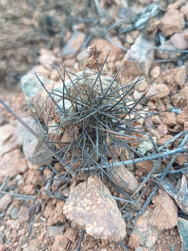 Copiapoa humilis