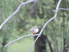 Pyrocephalus rubinus