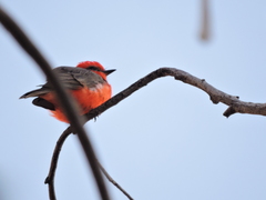 Pyrocephalus rubinus