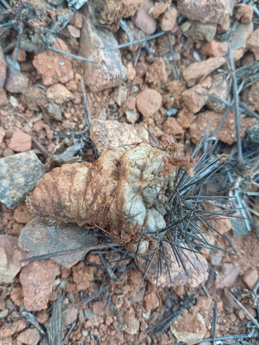 Copiapoa humilis