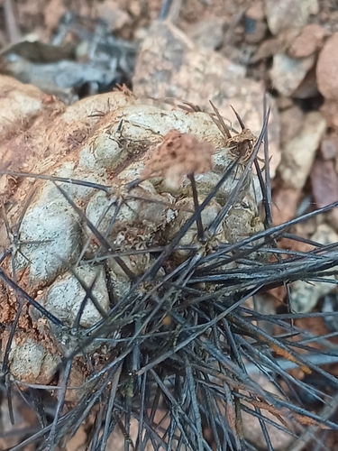 Copiapoa humilis