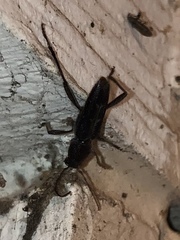 Xylotrechus sagittatus