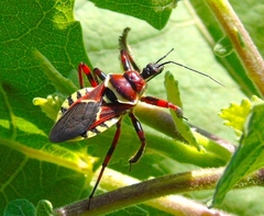Apiomerus flaviventris