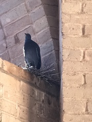 Columba livia domestica