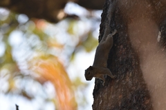 Callosciurus pygerythrus