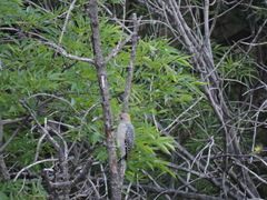 Melanerpes aurifrons