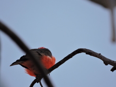 Pyrocephalus rubinus