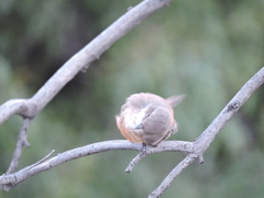 Pyrocephalus rubinus