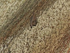Emballonuridae