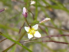 Heliophila pendula