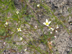 Heliophila pendula