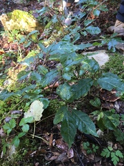 Lonicera alpigena