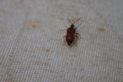 Kleidocerys resedae