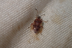 Kleidocerys resedae