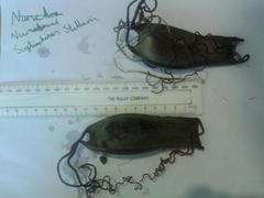 Scyliorhinus stellaris